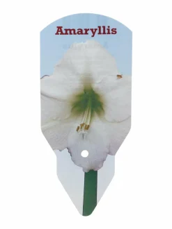 Kukkasipulit & Siemenet<No Brand Amaryllis 40+-kukkasipuli WHITE