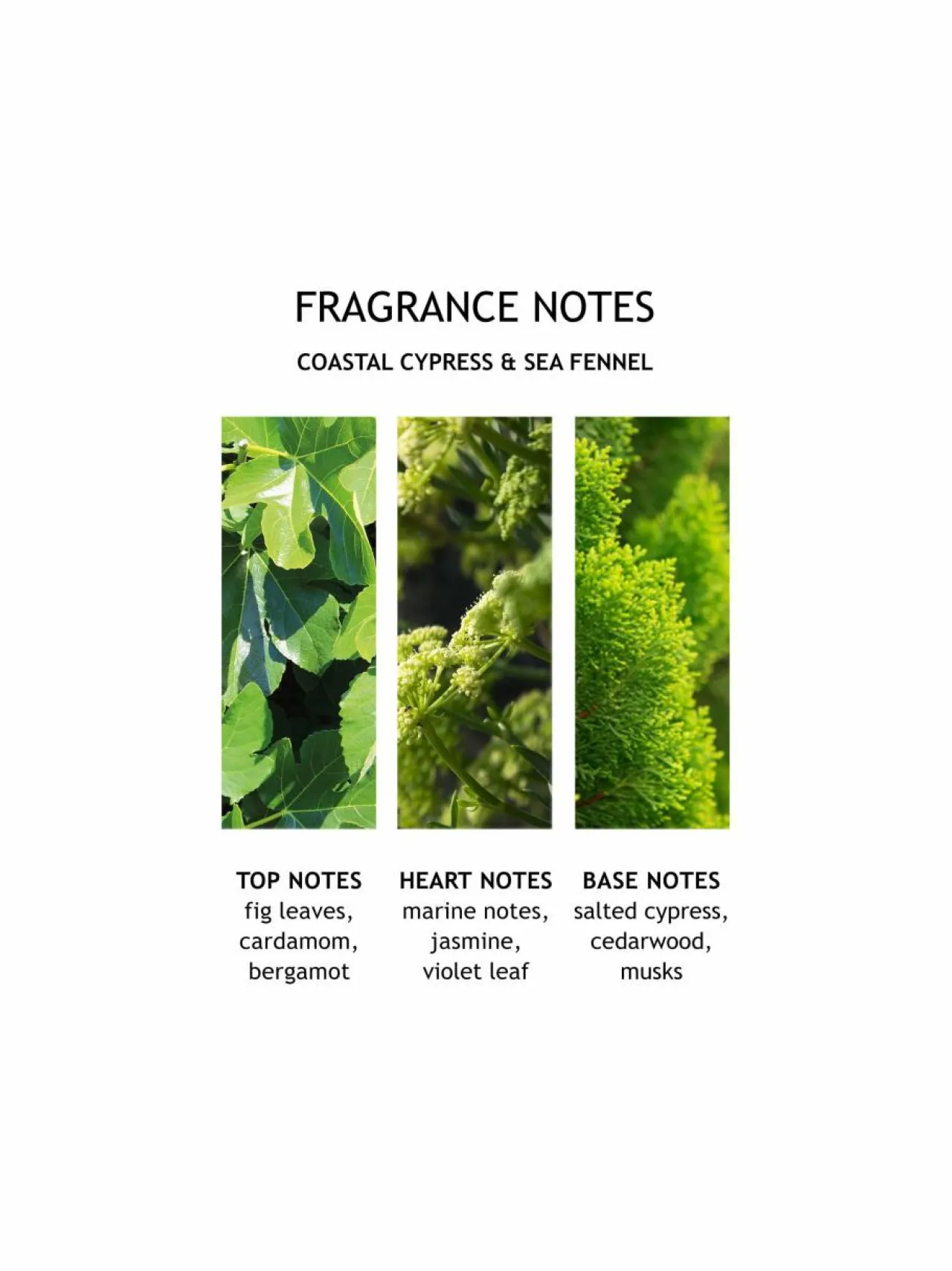 Molton Brown Coastal Cypress & Sea Fennel Bath & Shower Gel -suihkugeeli 300 ml^ Naiset