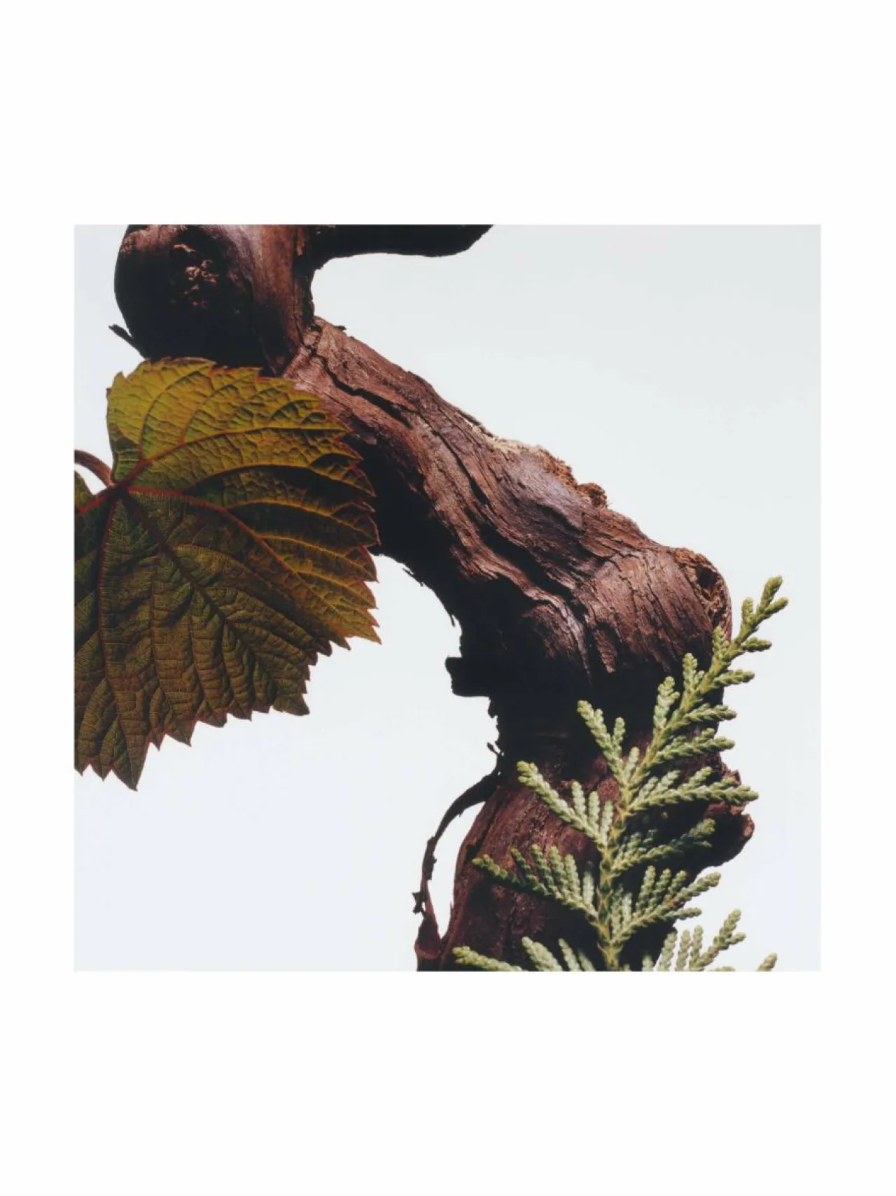 Tuoksut|Miehet<Jo Malone London Cypress & Grapevine Cologne Intense -tuoksu 100 ml