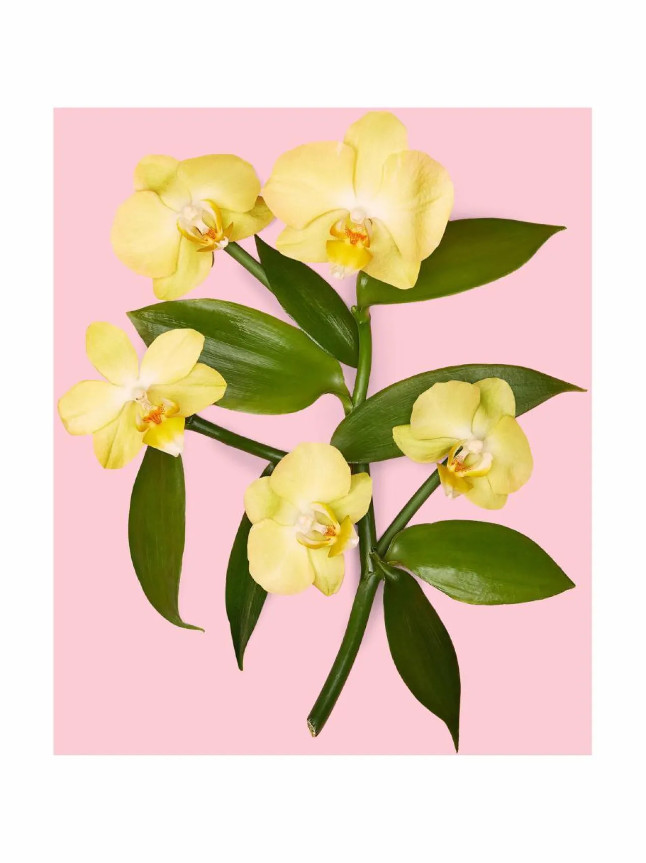 Gucci Flora Gorgeous Orchid EdP -tuoksu^ Naiset