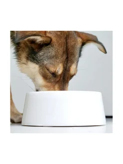 Ruokakupit Ja -Tarvikkeet<Studio Animaux Marmorinen design ruokakulho - Kristallinvalkoinen