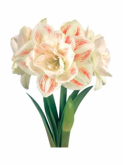 Kukkasipulit & Siemenet<No Brand Nymph Amaryllis -kukkasipuli