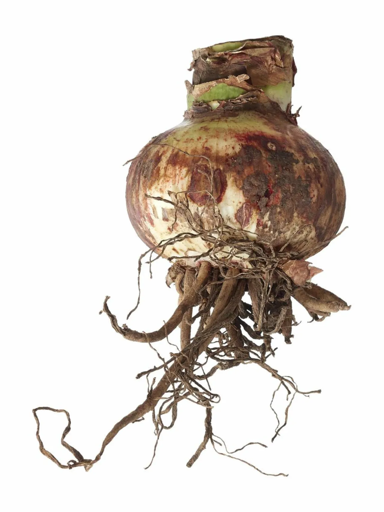 Kukkasipulit & Siemenet<No Brand Nymph Amaryllis -kukkasipuli