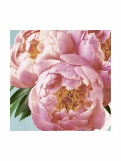 Paper+Design Peony -servetit 33 cm, 20 kpl^ Keittiö- & Kattaustekstiilit