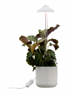 Lamput<Airam Plant Light Iris -kasvivalaisin 5W/835 240 lm WHITE
