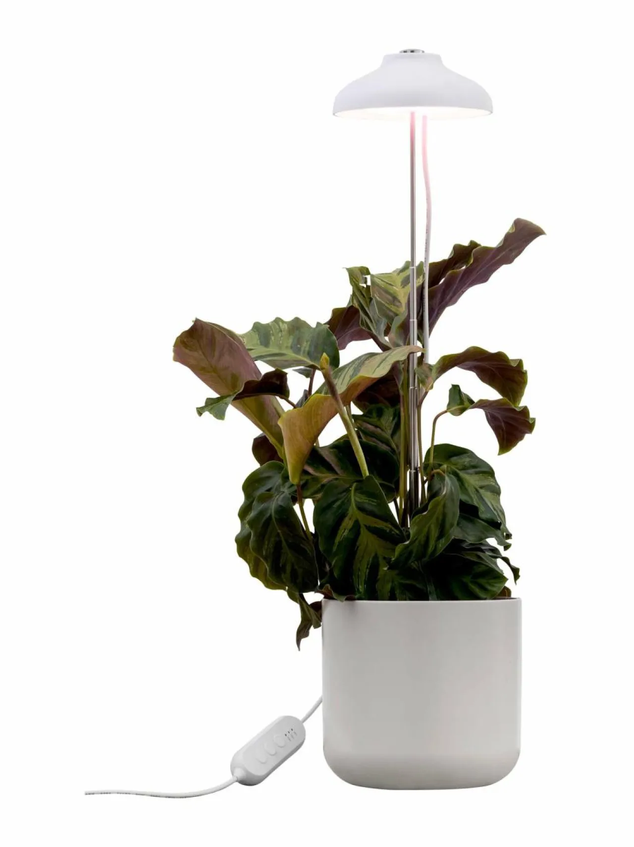 Lamput<Airam Plant Light Iris -kasvivalaisin 5W/835 240 lm WHITE