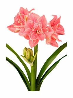No Brand Sweet Nymph Amaryllis -kukkasipuli^ Kukkasipulit & Siemenet